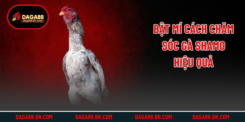 Bật mí cách chăm sóc gà Shamo hiệu quả