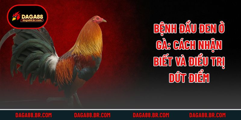 Bệnh Đầu Đen Ở Gà: Cách Nhận Biết Và Điều Trị Dứt Điểm