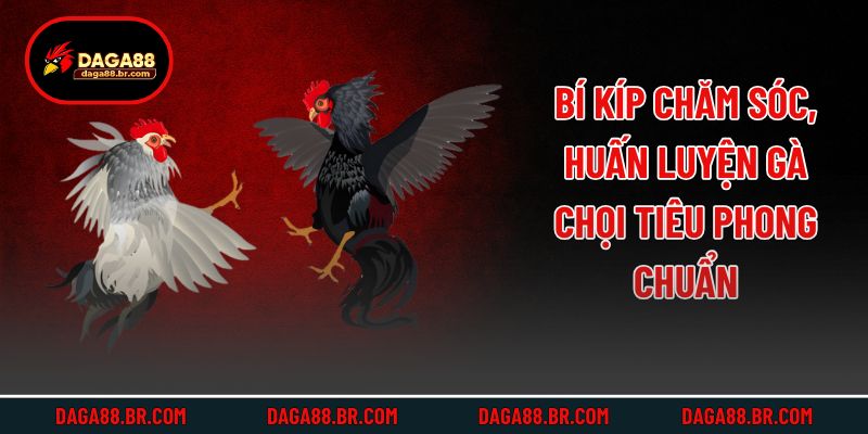 Bí kíp chăm sóc, huấn luyện gà chọi Tiêu Phong chuẩn