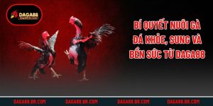 Bí Quyết Nuôi Gà Đá Khỏe, Sung Và Bền Sức Từ Daga88