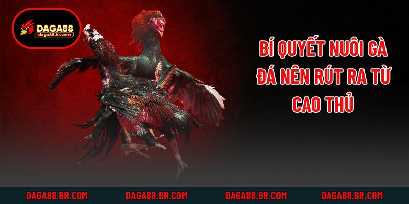 Bí quyết nuôi gà đá nên rút ra từ cao thủ
