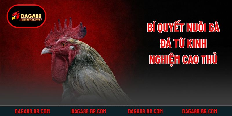 Bí quyết nuôi gà đá từ kinh nghiệm cao thủ