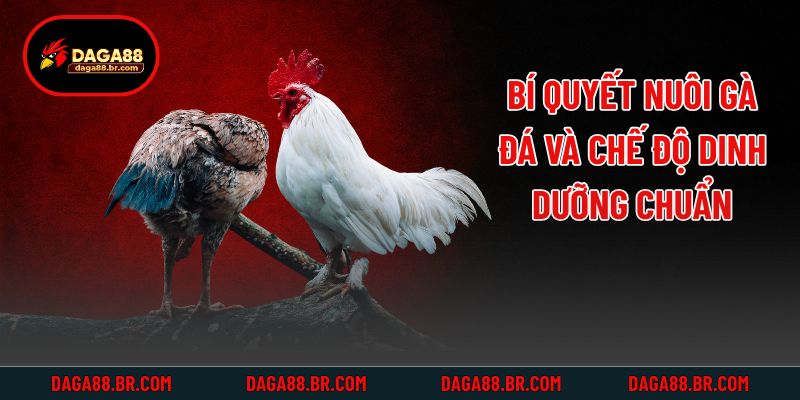 Bí quyết nuôi gà đá và chế độ dinh dưỡng chuẩn