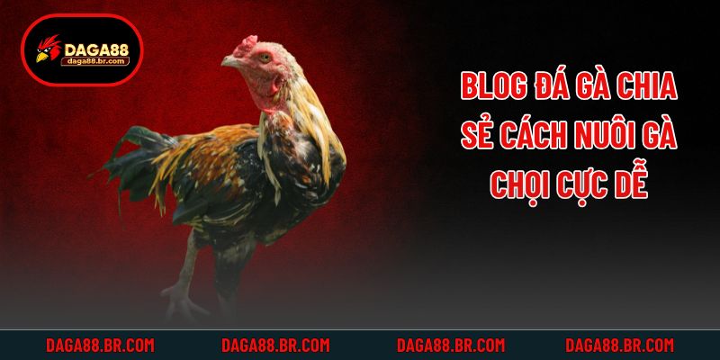 Blog đá gà chia sẻ cách nuôi gà chọi cực dễ