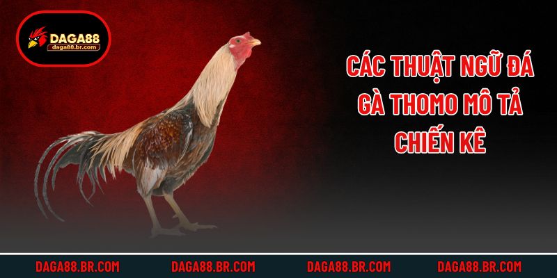 Các thuật ngữ đá gà Thomo mô tả chiến kê