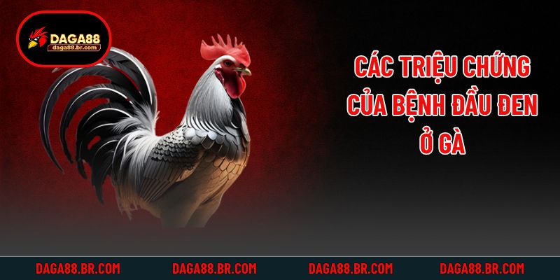 Các triệu chứng của bệnh đầu đen ở gà