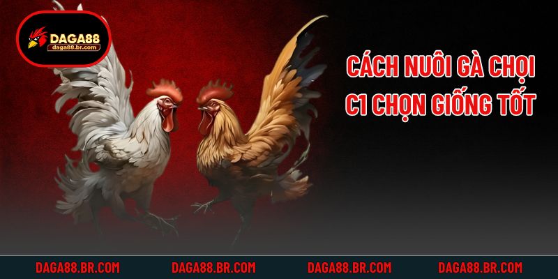 Cách nuôi gà chọi C1 chọn giống tốt