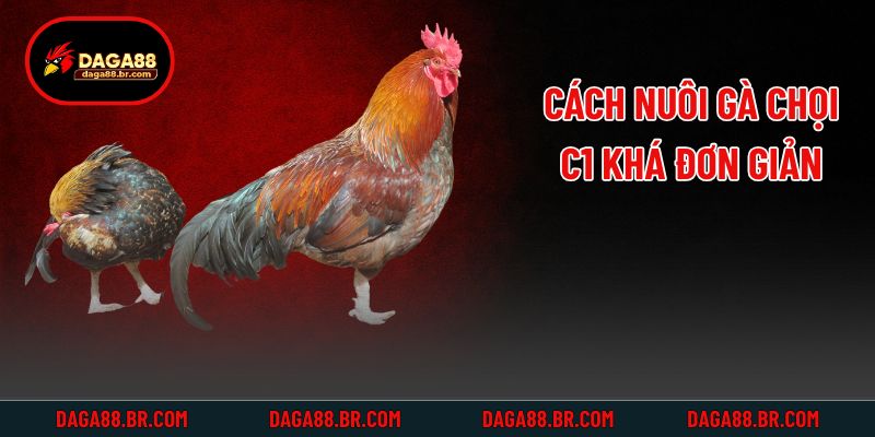 Cách nuôi gà chọi C1 khá đơn giản