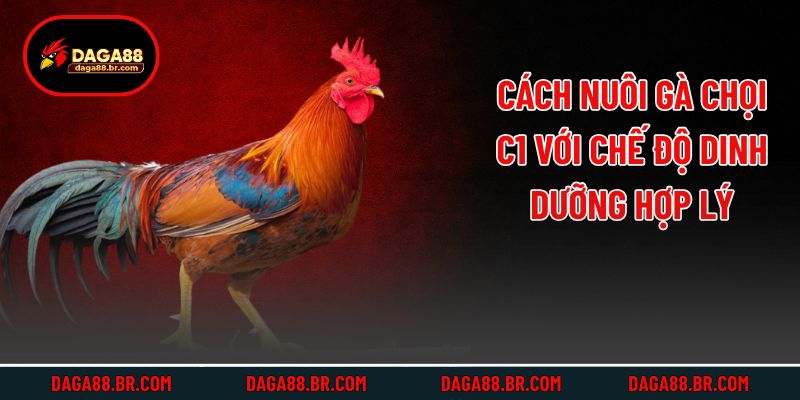 Cách nuôi gà chọi C1 với chế độ dinh dưỡng hợp lý