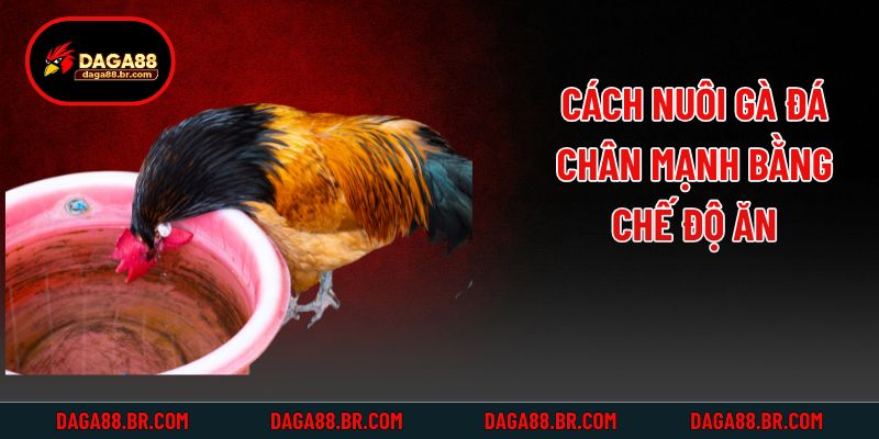 Cách nuôi gà đá chân mạnh bằng chế độ ăn