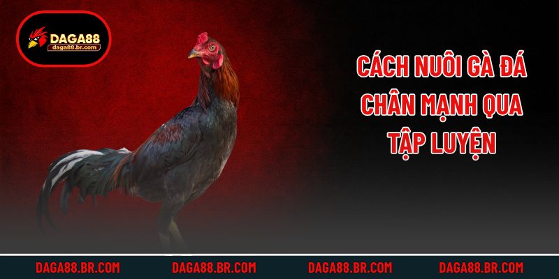Cách nuôi gà đá chân mạnh qua tập luyện
