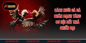 Cách Nuôi Gà Đá Chân Mạnh Tăng Cơ Hội Bất Khả Chiến Bại
