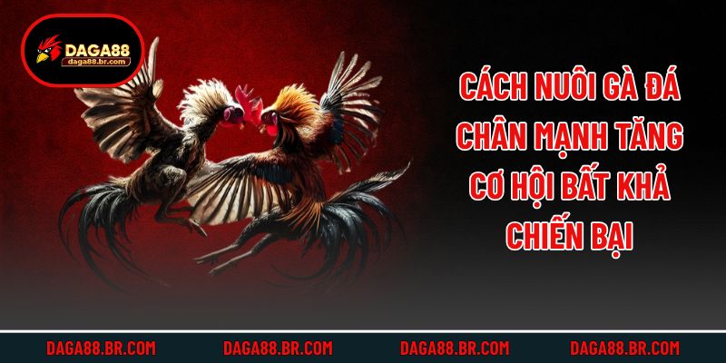Cách Nuôi Gà Đá Chân Mạnh Tăng Cơ Hội Bất Khả Chiến Bại