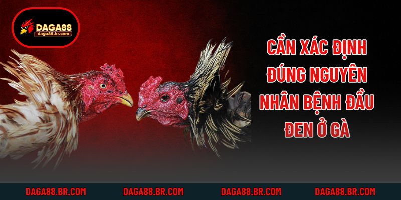 Cần xác định đúng nguyên nhân bệnh đầu đen ở gà
