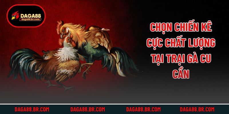 Chọn chiến kê cực chất lượng tại trại gà Cu Cần
