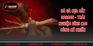 Đá Gà Cựa Sắt Daga88 - Trải Nghiệm Đỉnh Cao Cùng Kê Chiến