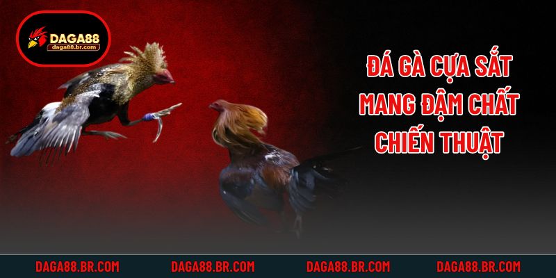 Đá gà cựa sắt mang đậm chất chiến thuật