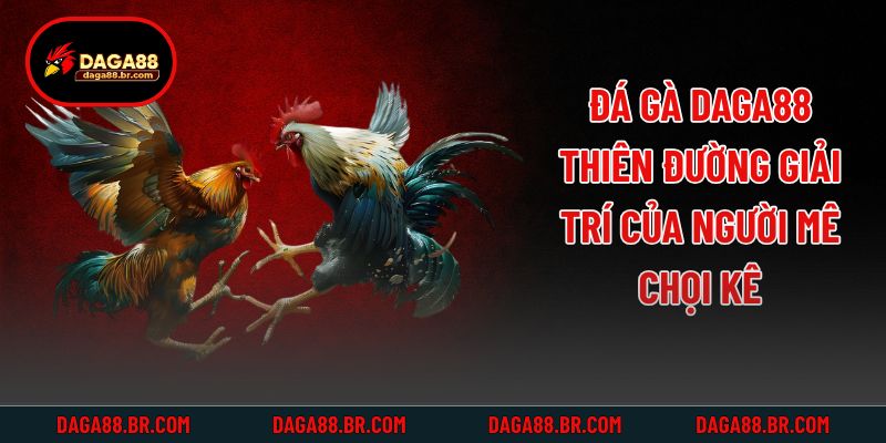 Đá gà Daga88 - Thiên đường giải trí của người mê chọi kê