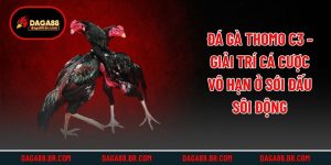 Đá Gà Thomo C3 - Giải Trí Cá Cược Vô Hạn Ở Sới Đấu Sôi Động