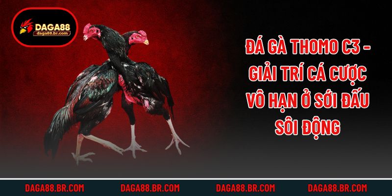 Đá Gà Thomo C3 - Giải Trí Cá Cược Vô Hạn Ở Sới Đấu Sôi Động