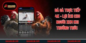 Đá Gà Trực Tiếp 4k - Lợi Ích Cho Người Xem Khi Thưởng Thức 