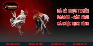 Đá Gà Trực Tuyến Daga88 - Sân Chơi Cá Cược Kịch Tính
