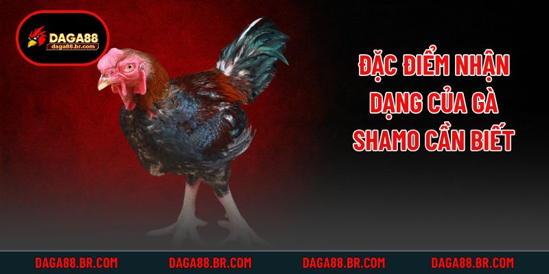 Đặc điểm nhận dạng của gà Shamo cần biết