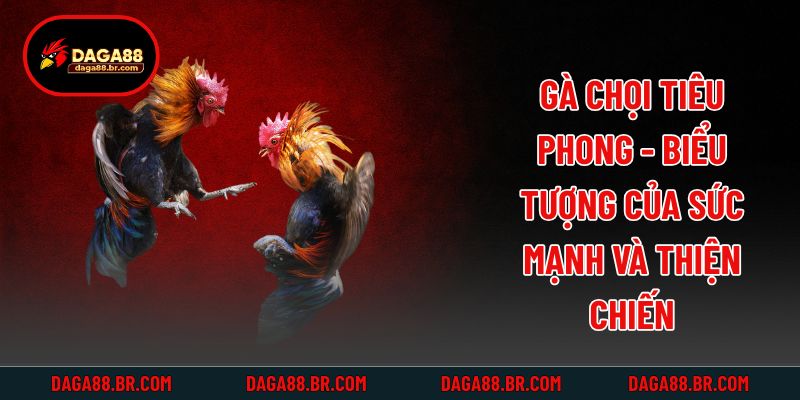 Gà chọi Tiêu Phong - Biểu tượng của sức mạnh và thiện chiến