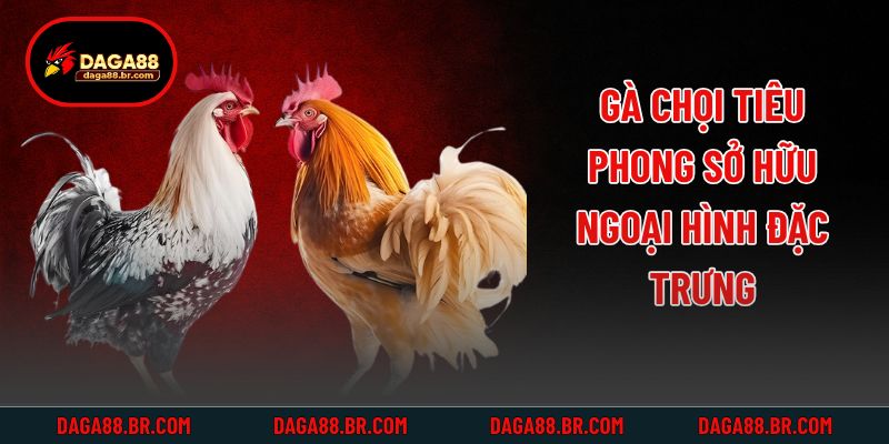 Gà chọi Tiêu Phong sở hữu ngoại hình đặc trưng