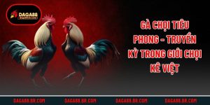 Gà Chọi Tiêu Phong - Truyền Kỳ Trong Giới Chọi Kê Việt