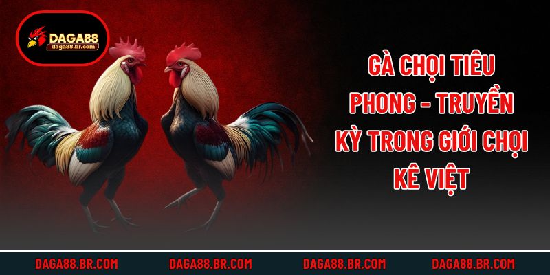 Gà Chọi Tiêu Phong - Truyền Kỳ Trong Giới Chọi Kê Việt
