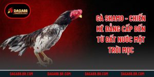 Gà Shamo - Chiến Kê Đẳng Cấp Đến Từ Đất Nước Mặt Trời Mọc