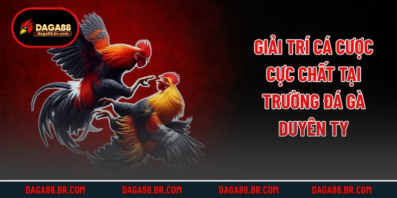 Giải trí cá cược cực chất tại trường đá gà Duyên Ty