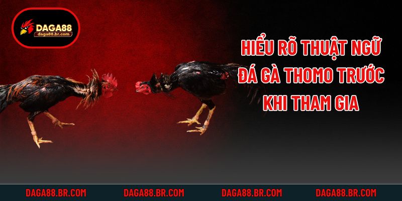 Hiểu rõ thuật ngữ đá gà Thomo trước khi tham gia