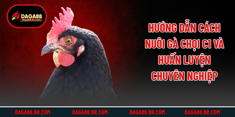 Hướng Dẫn Cách Nuôi Gà Chọi C1 Và Huấn Luyện Chuyên Nghiệp