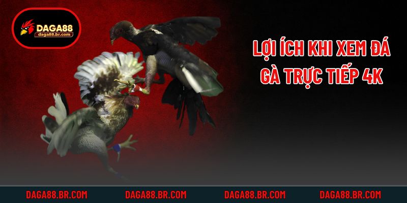 Lợi ích khi xem đá gà trực tiếp 4k