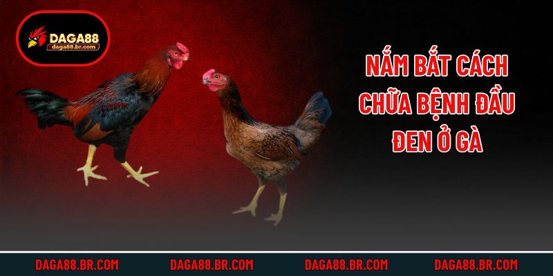 Nắm bắt cách chữa bệnh đầu đen ở gà