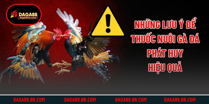 Những lưu ý để thuốc nuôi gà đá phát huy hiệu quả
