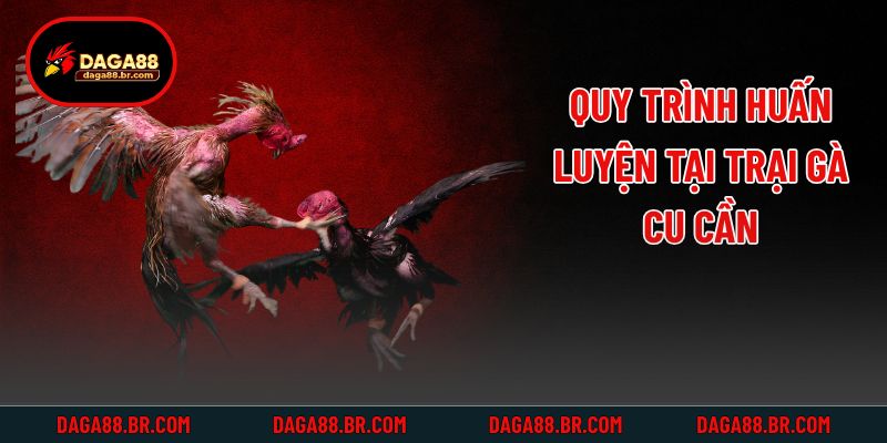 Quy trình huấn luyện tại trại gà Cu Cần
