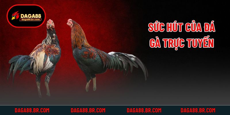 Sức hút của đá gà trực tuyến