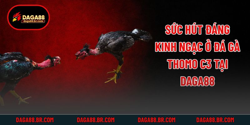 Sức hút đáng kinh ngạc ở đá gà thomo c3 tại Daga88