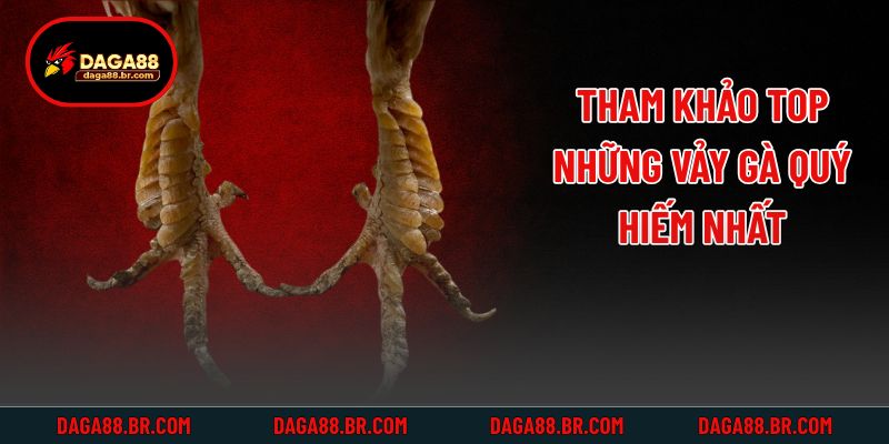 Tham khảo top những vảy gà quý hiếm nhất