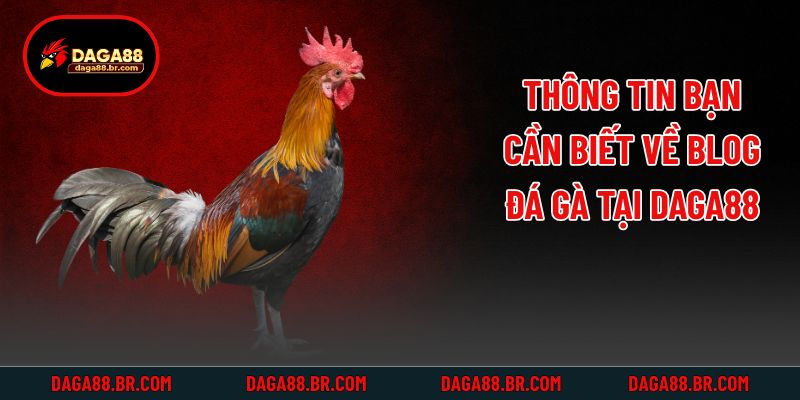 Thông tin bạn cần biết về blog đá gà tại Daga88