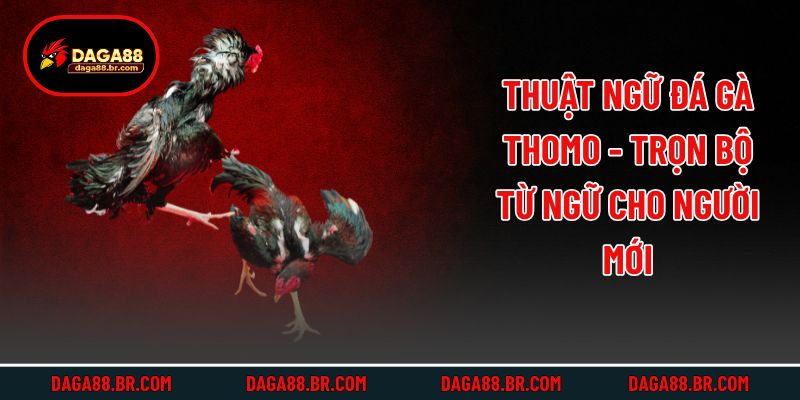 Thuật Ngữ Đá Gà Thomo - Trọn Bộ Từ Ngữ Cho Người Mới