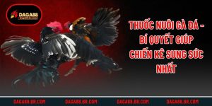 Thuốc Nuôi Gà Đá - Bí Quyết Giúp Chiến Kê Sung Sức Nhất