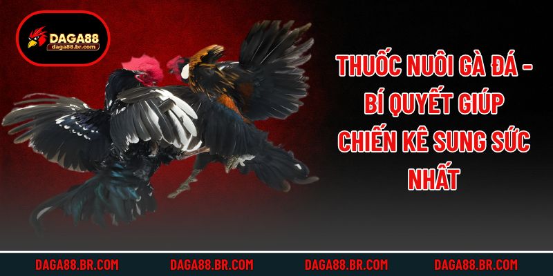 Thuốc Nuôi Gà Đá - Bí Quyết Giúp Chiến Kê Sung Sức Nhất