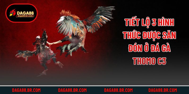 Tiết lộ 3 hình thức được săn đón ở đá gà thomo c3