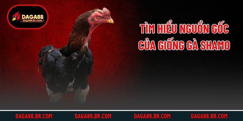 Tìm hiểu nguồn gốc của giống gà Shamo
