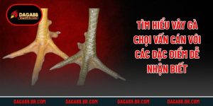 Tìm Hiểu Vảy Gà Chọi Vấn Cán Với Các Đặc Điểm Dễ Nhận Biết