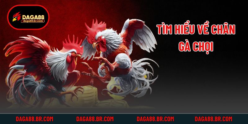 Tìm hiểu về chân gà chọi